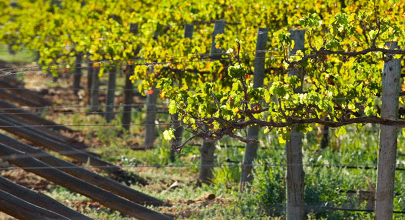 Angove Family Winemakers Vineyard